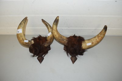 Lot 33 - TWO PAIRS OF COW HORNS ON WOODEN MOUNTS