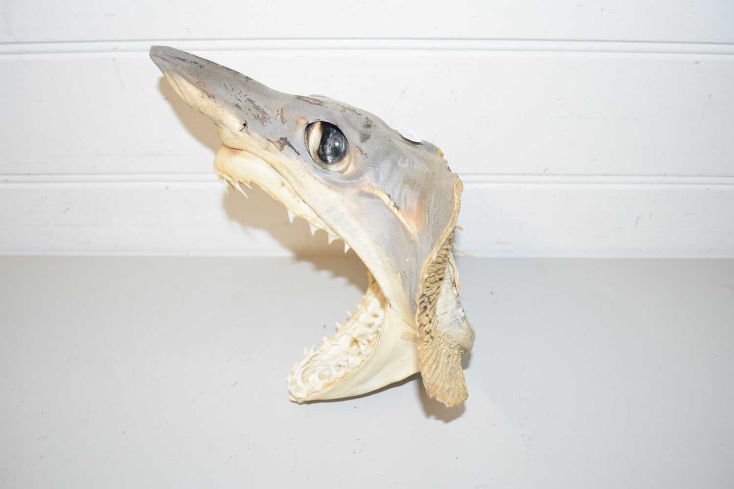 Lot 56 - TAXIDERMY SHARKS HEAD