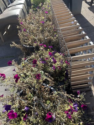 Lot 371 - 6 circular hanging baskets including contents