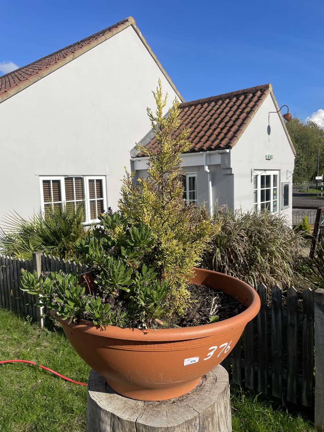 Lot 376 - Plastic planter including contents