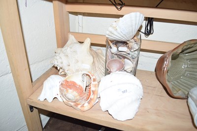 Lot 502 - COLLECTION OF VARIOUS SEA SHELLS