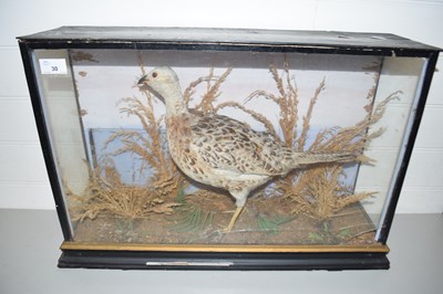 Lot 30 - TAXIDERMY OF A BIRD IN BLACK WOODEN CASE
