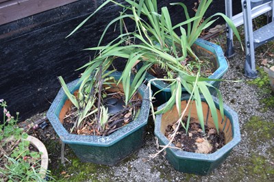 Lot 132 - Three glazed terracotta plant pots including...