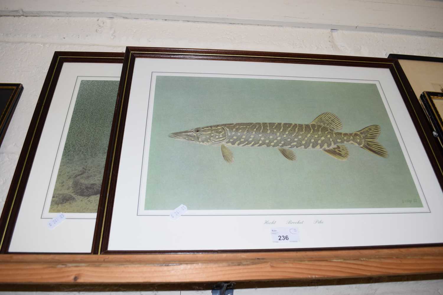 Lot 236 - COLOURED PRINTS OF FISH, PIKE AND TENCH,...