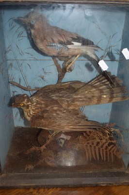 Lot 641 - 19th Century taxidermy display Sparrowhawk...