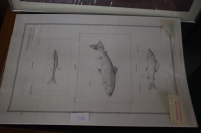 Lot 750 - Mixed Lot: Various framed studies of salmon...