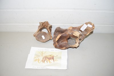 Lot 83 - Fossilised woolly rhino vertebrae recovered...