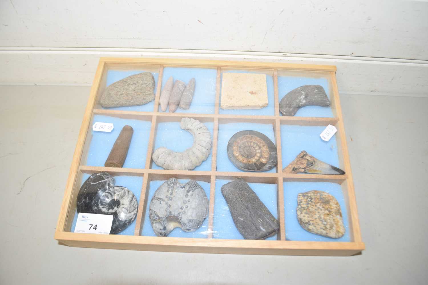 Lot 74 - Display case containing various fossils