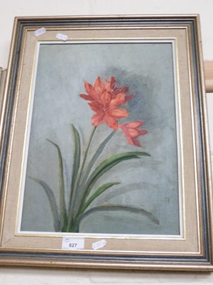 Lot 827 - 20th Century school study of an Amaryllis...