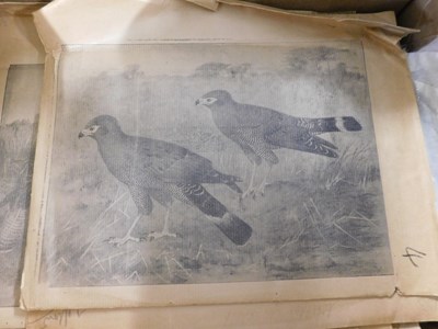 Lot 567 - Box: 27 vintage ornithological printing plates...