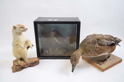 Lot 458 - A group of taxidermy animals including a duck,...