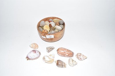 Lot 120 - Collection of various seashells and polished...
