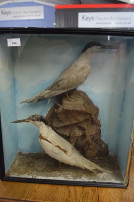 Lot 534 - 19th Century taxidermy group of two Terns in...