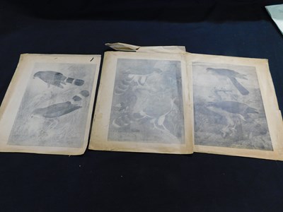 Lot 448 - Box - 13 ornithological copper printing plates...