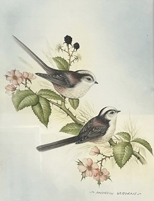 Lot 44 - Andrew Osborne (British) Long Tailed Tit,...