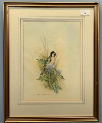 Lot 24 - Andrew Osborne (British), Bull Finch,...