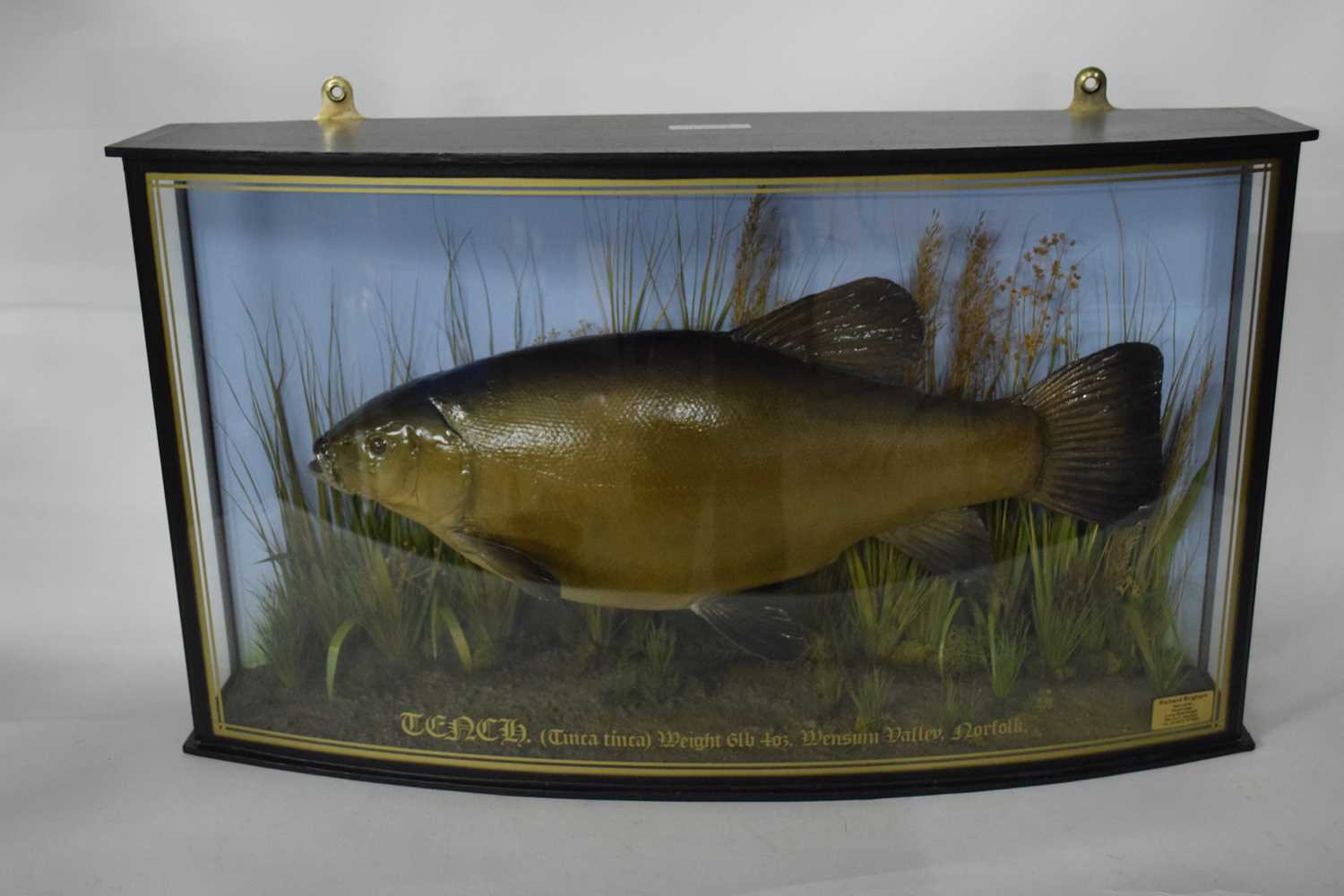 Lot 224 - Taxidermy modern Tench (Tinca tinca) in...