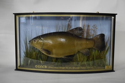 Lot 224 - Taxidermy modern Tench (Tinca tinca) in...
