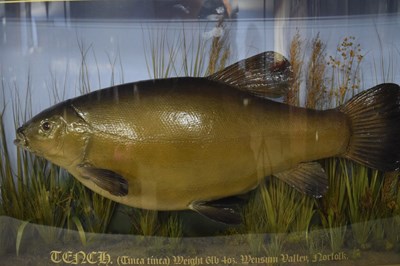 Lot 224 - Taxidermy modern Tench (Tinca tinca) in...