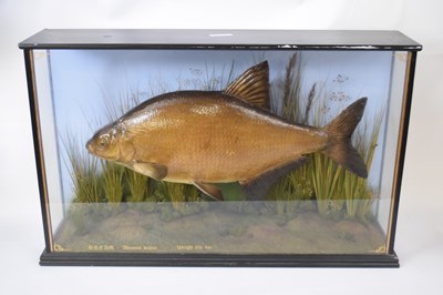 Lot 225 - Taxidermy modern Bream displayed in...