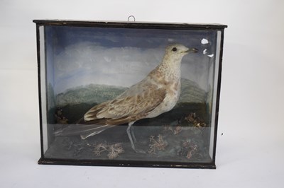 Lot 228 - Taxidermy antique immature seagull set in a...