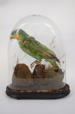Lot 227 - Taxidermy antique Amazon parrot set on a rocky...