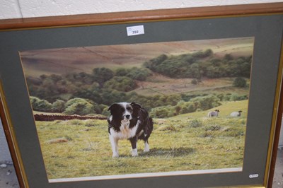 Lot 392 - Coloured print of a border collie, framed and...