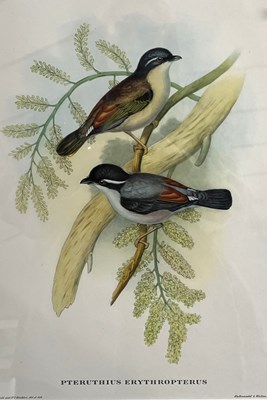 Lot 95 - John Gould and Henry Constantine Richer,...