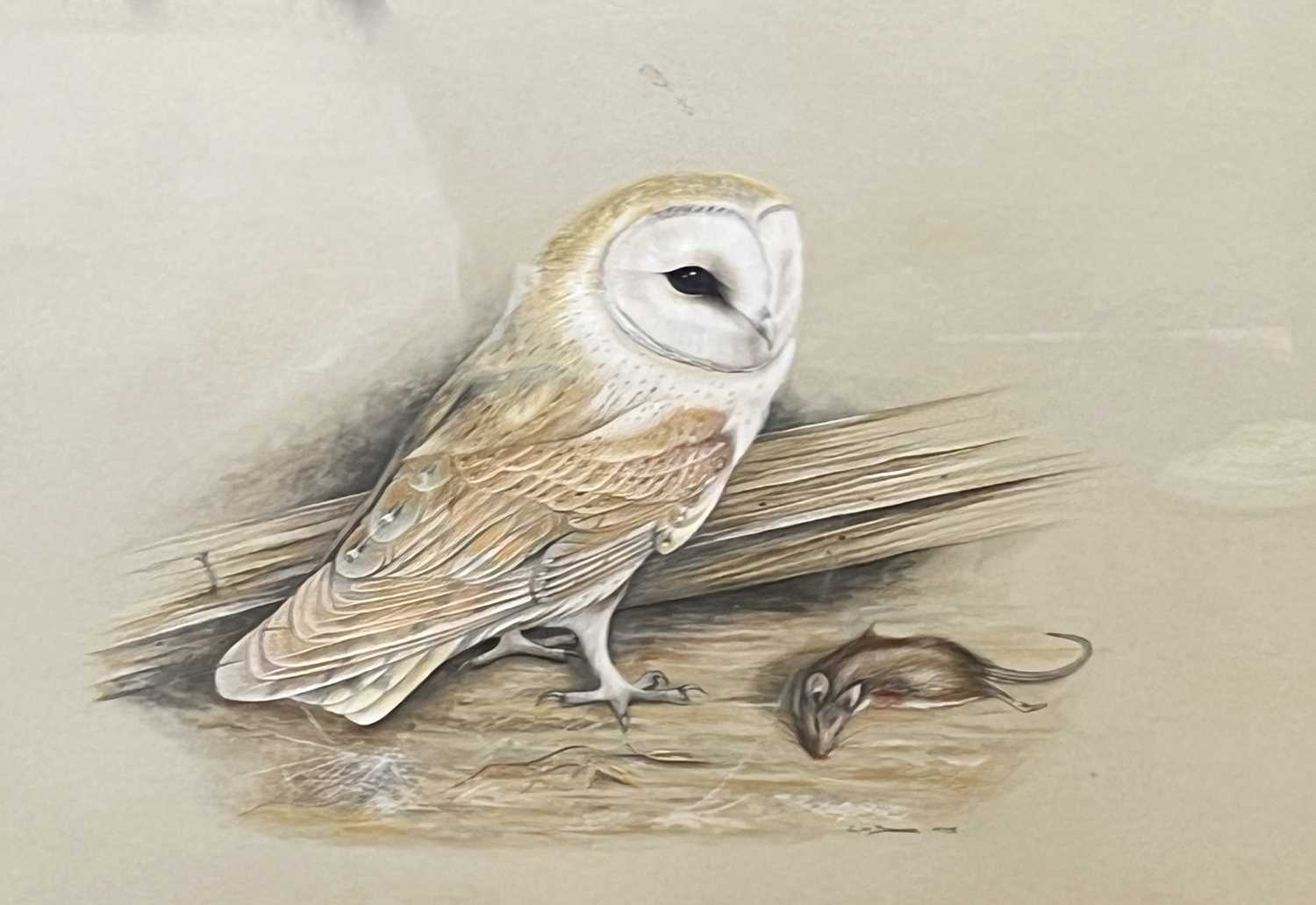 Lot 103 - Carl Donner (British, b.1957), a Barn Owl with...