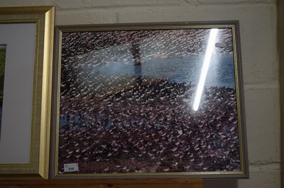 Lot 219 - Photographic print Oyster Catchers and wading...