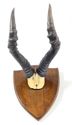 Lot 121 - African Hartebeest, horns on top of skull...