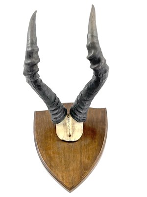 Lot 121 - African Hartebeest, horns on top of skull...