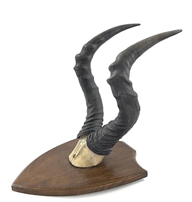 Lot 121 - African Hartebeest, horns on top of skull...