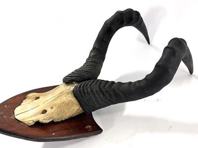 Lot 122 - African Hartebeast, horns on top of skull...