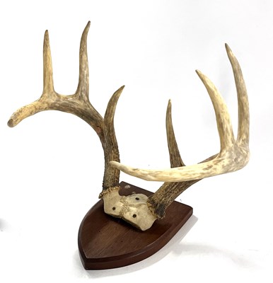 Lot 123 - Eight pointer white tail deer antlers on top...