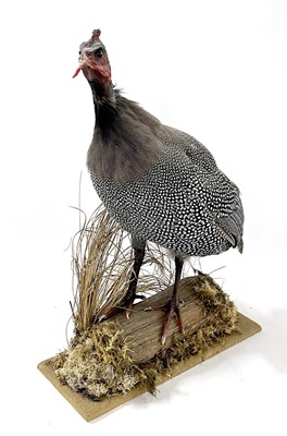 Lot 128 - Taxidermy Guinea Fowl in naturalist setting...