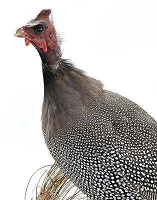 Lot 128 - Taxidermy Guinea Fowl in naturalist setting...