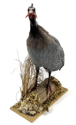 Lot 128 - Taxidermy Guinea Fowl in naturalist setting...