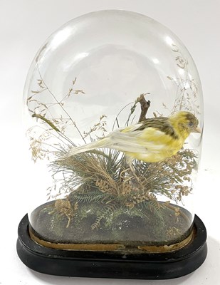 Lot 129 - Taxidermy Canary in naturalist setting under...