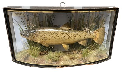 Lot 130 - Taxidermy cased Trout in naturalistic setting...