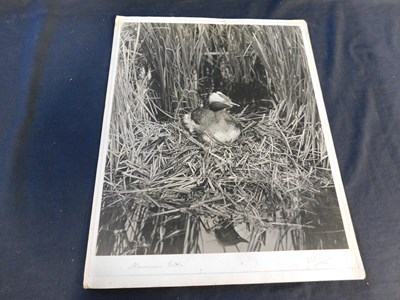 Lot 412 - J T Fisher, large photograph of a Slavonian...