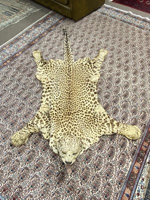 Lot 591 - Antique leopard skin rug with head, no...