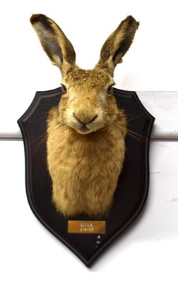 Lot 166 - 20th Century taxidermy European brown hare...