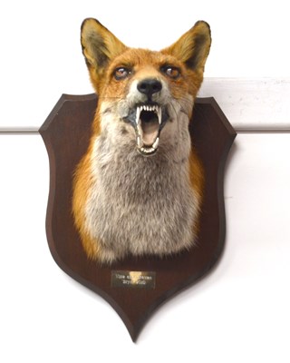 Lot 165 - 20th Century taxidermy red fox (Vulpes Vulpes)...