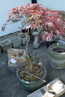 Lot 822 - Potted Japanese Acer