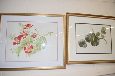 Lot 253 - Watercolour of Poinciana and Delonix Regia...