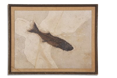 Lot 433 - A large Eocene fossil fish  in rock slab...