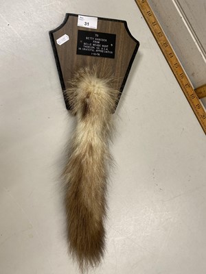 Lot 31 - Fox Hunting Interest - A mounted fox tail from...