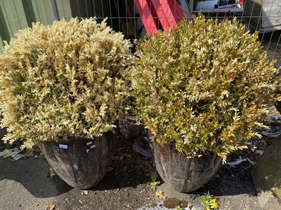 Lot 343 - Pair of modern brown glazed planters and contents